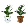 Tropical Plant / Neanthe Bella Palm in Pot